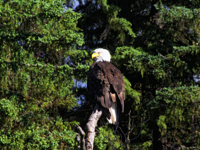 Bald Eagle, Drewry Lake, South Cariboo, BC